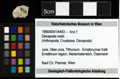 Foto (Objekt + Etiketten) von Decapoda indet. 